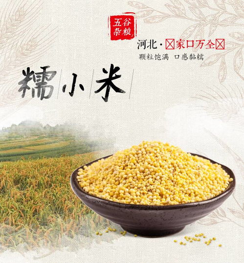 大自然的饋贈(zèng) 營(yíng)養(yǎng)從“小米”開(kāi)始